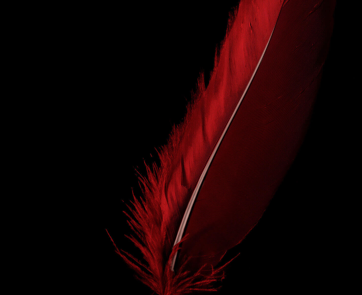 Werbeagentur Konzeptionelle Entwicklung, Introfoto zeigt rote Feder